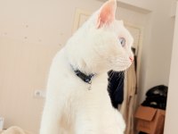 Sakin Uslu Kısır Aşıları Tam Ankara Kedisi