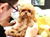 Sevecen akıllı maltipoo bebekler