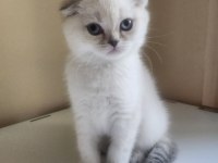 Scottish fold blue 2 aylık