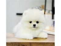 Pomeranian Boo Cinsi Yavrularımız