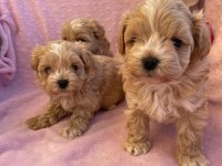 Maltipoo Mini Teacup Yavrularımız