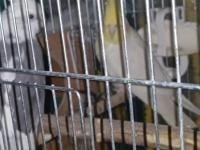 Yavru Alınmış Çift Sultan Papağanı