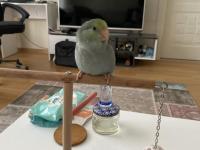 2.5 Aylık Dişi Turkuaz Forpus