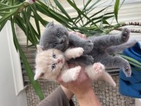 British Shorthair Son Yavru Lilac