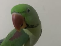 Alexander Papağanı 12 Aylık