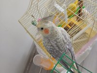 Eğitimli Sultan Papağanı