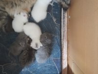 Yeni doğmuş yavru kediler