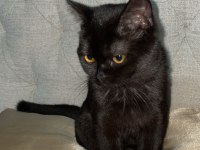 8 Aylık Kedimiz Kömür