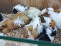 Guinea Pigler Veteriner Teknikerinden