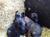 Belçika kurdu bebekler