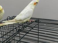 Yeme Düşmek Üzere El Besleme Yavru Sultan