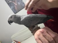 Full Evcil Çok Sağlıklı Muazzam Tüy Yapılı Jako Papağanı