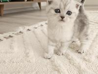 Oyuncu scottish fold kedisi