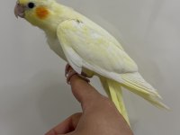 Sultan Papağanlarımız Sahiplendirilecek