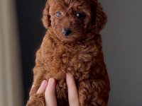 Safkan poodle yavrusu sevgi dolu dostunuz