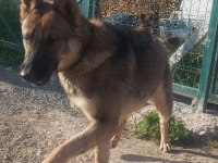 1 Yaşında - Çipli - Belçika Kurdu