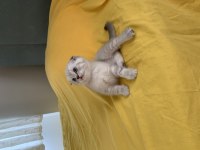 45 Günlük A Kalite Scottish Fold Yavrular