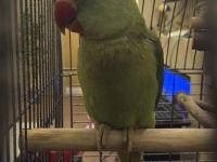 Evcil yavru alexander