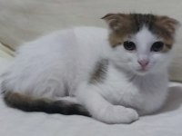 Cins Kedi Yavrusu Evcildir