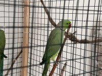Dişi Pakistan Papağanımız