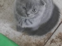Scottish Fold Bebeklerimiz Teslime Hazırdır