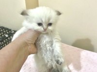 Beyaz Uzun Tüylü Minnak Erkek Kedimiz Mavi Gözlü