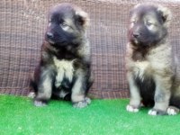 Kafkas Çoban Köpeği