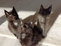 Blue Ve Black Smooke Maine Coon