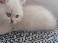 British Shorthair Blue Point