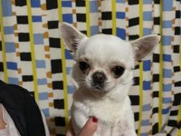 Elma Kafa Küt Burunlu Chihuahua