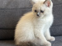 Lynx British Shorthair Bebekler