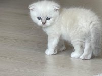Scottish Fold Yavru
