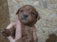 Her ile sorunsuz poodle gönderim vardır