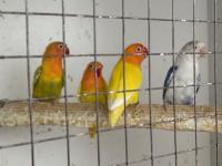 Cennet papağanlarımız