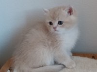 British Shorthair Safkan Kediler