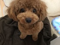 Orjinalyus Poodle
