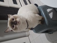 British Shorthair Çikolata Point