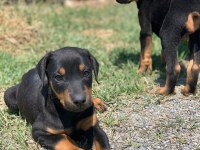 A Kalite Doberman Yavruları