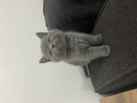 Ayı surat british shorthair yavrum