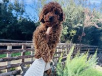 Toy Poodle Red Brown Bebeklerimiz Hazır