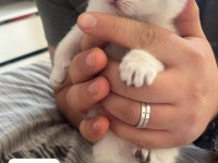 Sıcak Yuvasını Arayan Sevimli Mavi Gözlü Boncuk Kediler