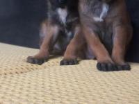 Bursadan Malinois Yavrular