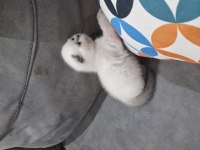 1.5 Aylık Dişi Ve Erkek Kediler