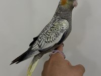 Sultan Papağanı Yavrular Sahiplendirilecek