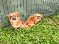 Uyguna sahiplendirilecek 2 yaşında pekinez dişi