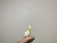 1.5 Aylık Sultan Papağanı Yavruları Ele Alıştırmalık