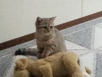 Dişi Masum Tatlı Kedimiz