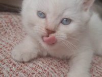 Bembeyaz mavi gözlü dişi british shorthair yavru