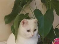 British Shorthair Erkek Kısır Cipli 4 Yaşında Ücretsiz