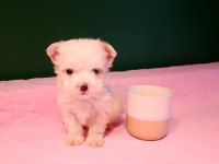 Kusursuz Maltese Yavru Köpeklerimiz